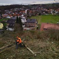 Forstbetrieb- Durchforstung- Sturmschaden - Rückegassen anlegen Nordrhein-Westfalen - Warburg Vorschau