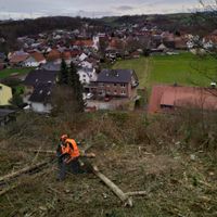 Forstarbeiten Durchforstung Holzrücken Holzernte Holzeinschlag Nordrhein-Westfalen - Warburg Vorschau