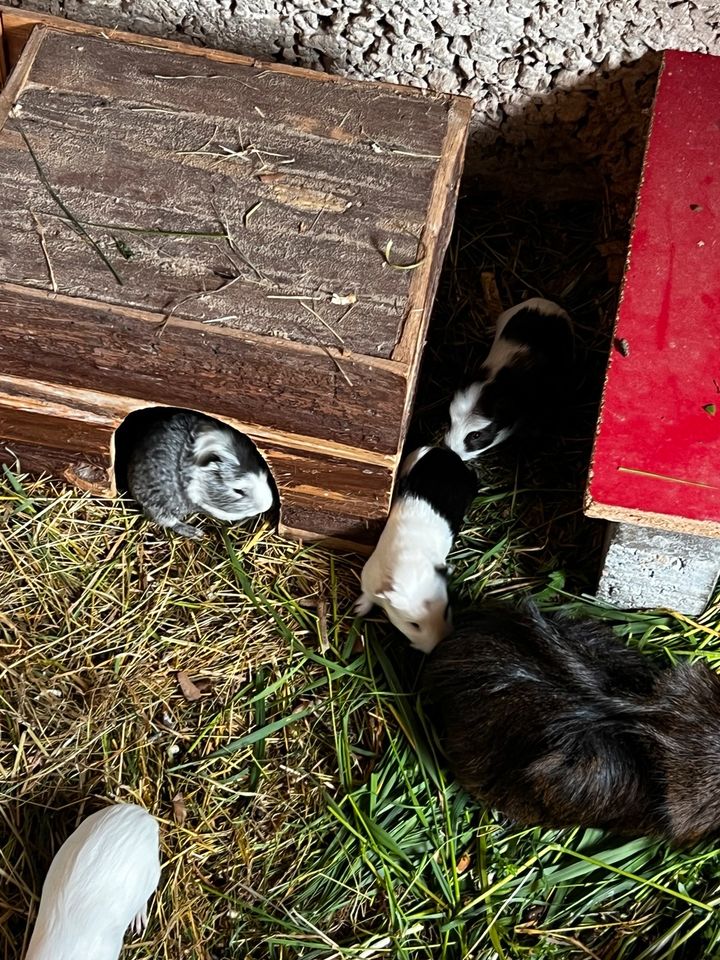 Meerschweinchen Babys in Igersheim