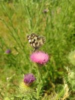 Garten Wiese Acker Grünfläche Weinberg Freizeitgrundstück Rheinland-Pfalz - Bad Dürkheim Vorschau