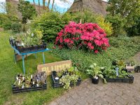 Garten genießen! Schöne Stauden aus u. für den Garten, mehrjährig Schleswig-Holstein - Neuenbrook Vorschau