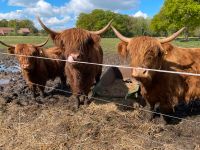 Highland Rinder Nordrhein-Westfalen - Telgte Vorschau
