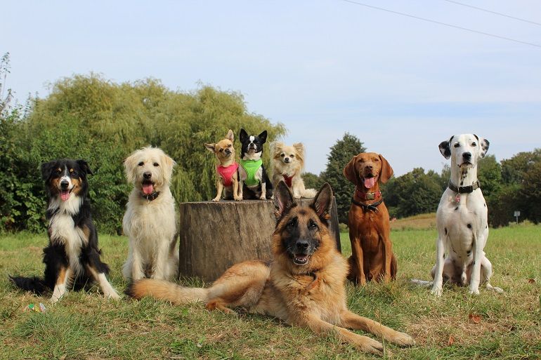 Gassiservice Hundebetreuung Gassi gehen in Mönchengladbach