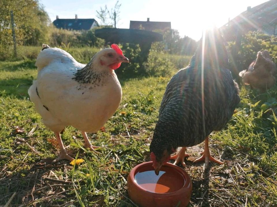 ❤️Pädagogisch begleiteter Umgang mit Tieren ❤️ in Liebenburg