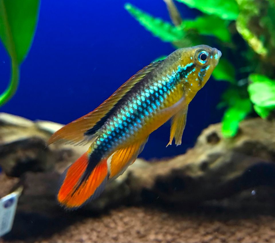 Zwergbuntbarsch - Apistogramma agassizii Pärchen in Grub a. Forst