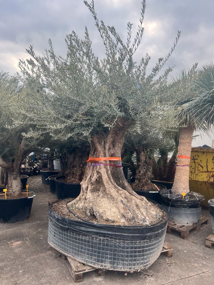 Olea europea winterhart Olivenbaum in Altlußheim