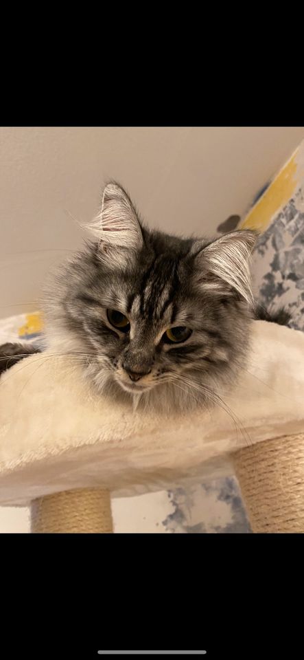 Main Coon Kater in Rüsselsheim