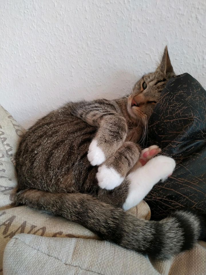 Süßer Kater abzugeben ( auch gerne mit dem Bruder zusammen) in Velten