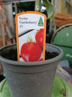Wir haben noch tolle Tomaten Gurken Kräuter und Gemüsepflanzen Schleswig-Holstein - Böel Vorschau