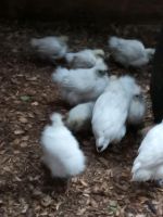 Zwergseidenhühner weiss und wildfarben Hessen - Twistetal Vorschau