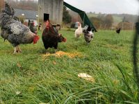 Suchen Grundfläche zur Pacht für unsere Hühner Baden-Württemberg - Bruchsal Vorschau