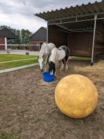 Rentner und Reha-Platz für Pferde Nordrhein-Westfalen - Rheine Vorschau