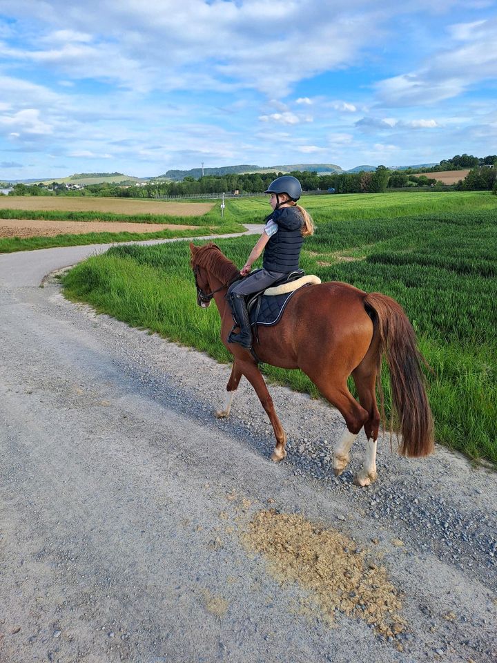 XXL Pony, Wallach 4 jährig, Dressurpony Reitpony in Langenbrettach