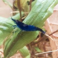 Blue dream Neocaridina davidi/10 Stück Thüringen - Rudolstadt Vorschau