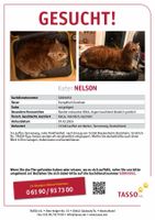 Kater Nelson gesucht!  Lauffen am Neckar , Stockheim Baden-Württemberg - Lauffen Vorschau