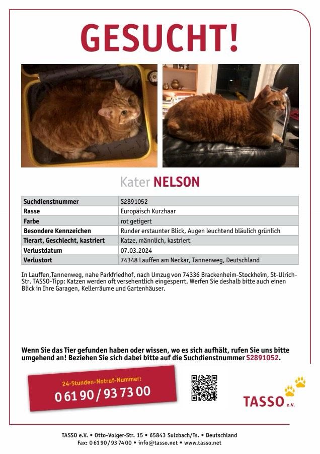 Kater Nelson gesucht!  Lauffen am Neckar , Stockheim in Lauffen