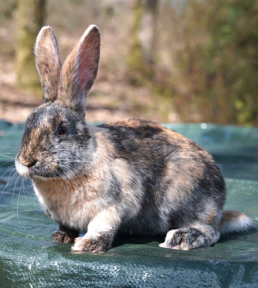 ❤️Frühkastriertes Kaninchen sucht neues Zuhause ❤️ in Namborn