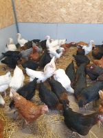 Legehennen Hühner Wachteln Wachtelhennen Nordrhein-Westfalen - Leopoldshöhe Vorschau