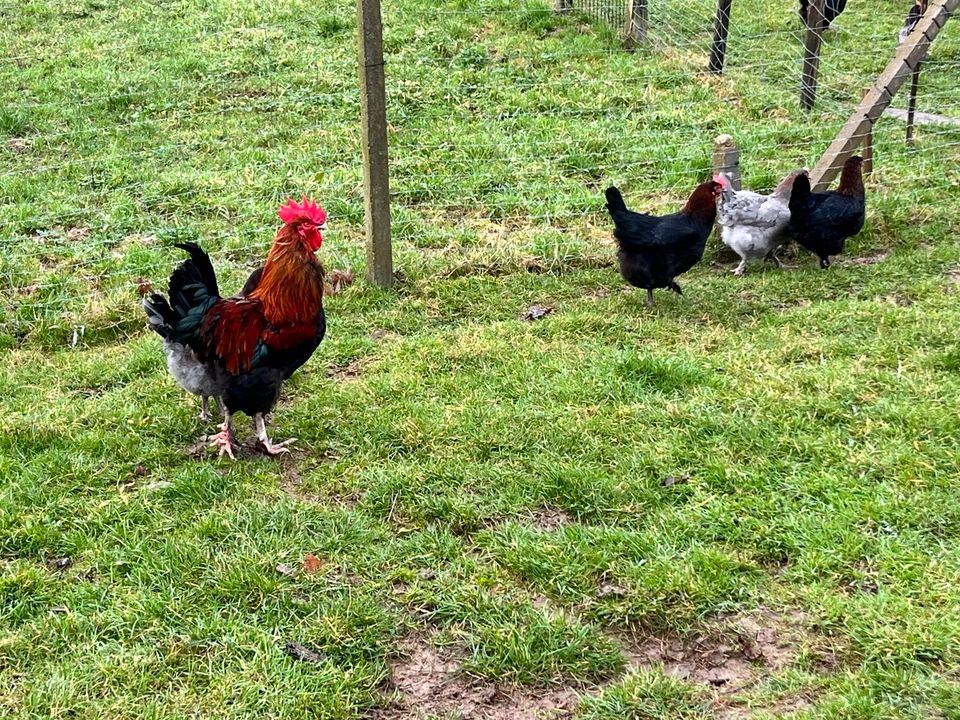 Hühner Maran Bruteier Schokoleger - Junghennen in Oberkirch