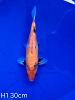 Koi Ginrin Showa 30cm H1-45 Nordrhein-Westfalen - Wadersloh Vorschau