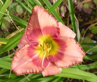 Hemerocallis Taglilie " Strawberry Candy " 1,5 Fächer Köln - Merkenich Vorschau