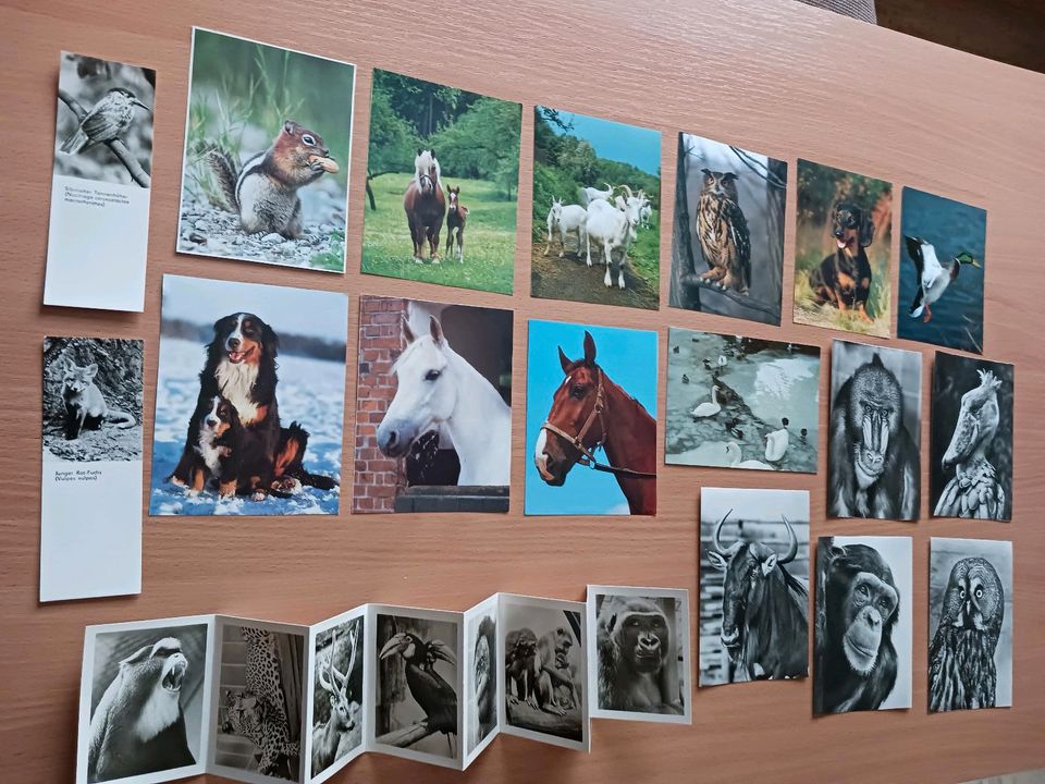 Ansichtskarten Tiere Zoo Moskau Sammlung verschiedene in Ingolstadt