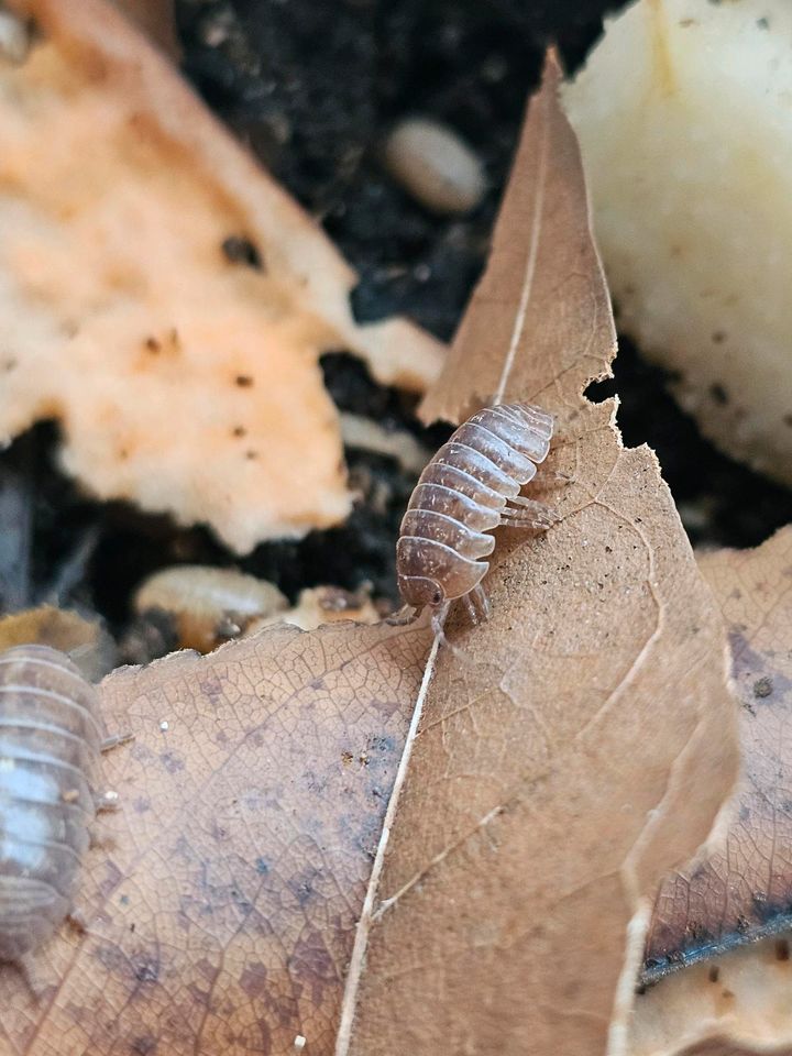 Asseln Armadillidium st lucia. in Haßfurt