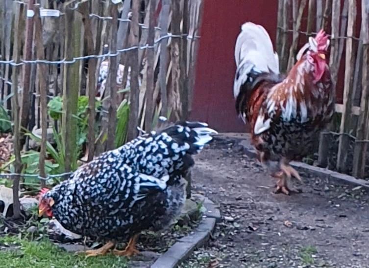 Schwedisches Blumenhuhn Bruteier in Osterholz-Scharmbeck