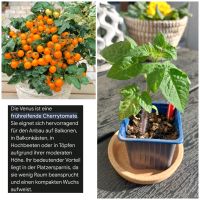 Tomate, Balkontomate ,,Venus,, gelb/orange Sachsen-Anhalt - Magdeburg Vorschau