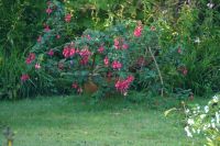 30 Jahre alte Riesen - Fuchsie, Balkonpflanze, Gartendeko Schleswig-Holstein - Eggebek Vorschau