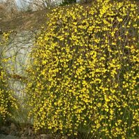 Winterjamsin Jasminum nudiflorum Pflanze Thüringen - Erfurt Vorschau