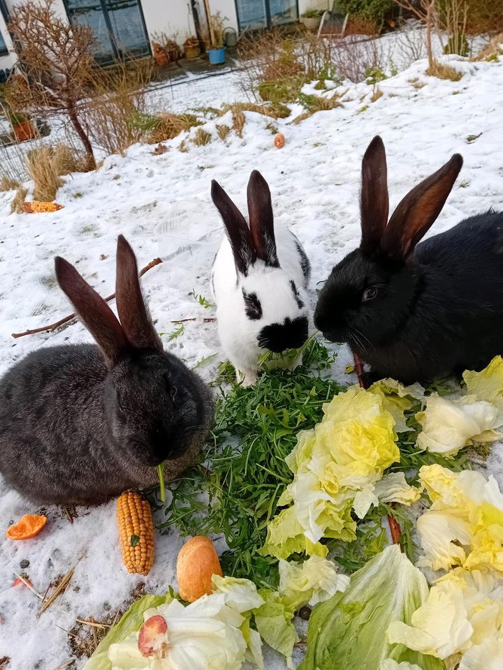Kaninchenpaar: Deutsche Riesen + Marder in Kiel