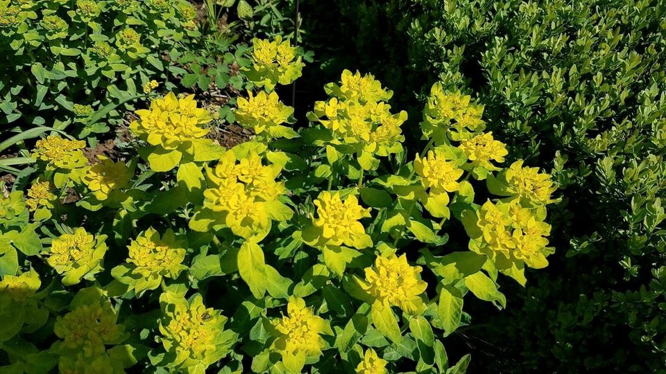 NEUE Wolfsmilch Euphorbia Polychroma Jungpflanze 3-5 Triebe in Unterwellenborn