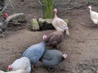 Eier von Perlhühner bunte Truppe Kreis Ostholstein - Stockelsdorf Vorschau