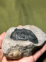 Trilobiten aus Marokko Baden-Württemberg - Gaggenau Vorschau