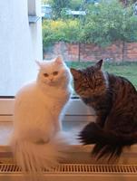MainCoon Mix Kater & Katze Sachsen-Anhalt - Eilsleben Vorschau