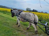 Suche: Shetty Wallach gefahren Herzogtum Lauenburg - Basedow Vorschau