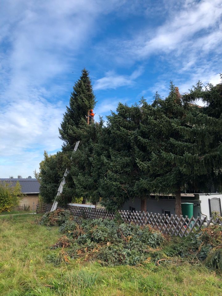 Zaunbau, Pflasterarbeiten, Borden setzen, Hecke schneiden in Döbeln