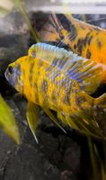 Aulonocara Yellowberry OB Malawi Buntbarsch Aquarium Fisch Hessen - Kelkheim Vorschau