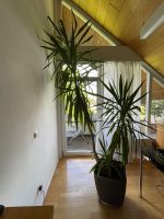 Yucca Palme 3 Triebe siehe Bild ca. 3,20m hoch Baden-Württemberg - Dauchingen Vorschau