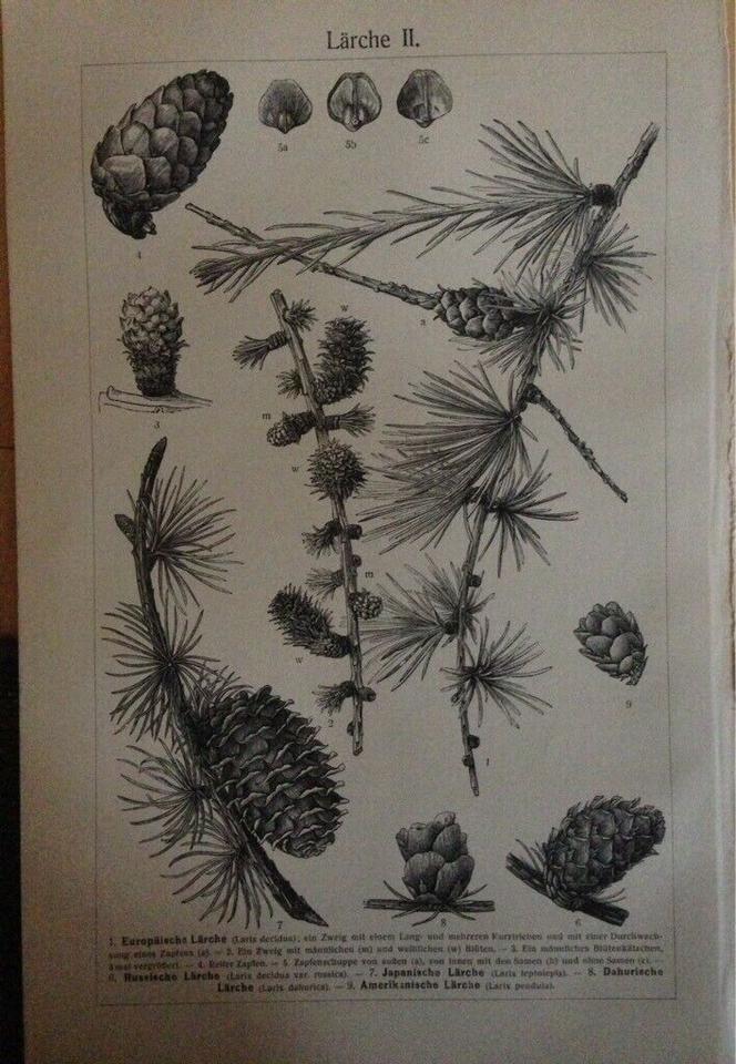 Original Vintage Drucke Bilder Abbildungen Poster von 1880-1900 in Greifswald