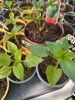 Pflanzen Paprika Chili Auberginen Asia Salate Physalis Dithmarschen - Brunsbuettel Vorschau