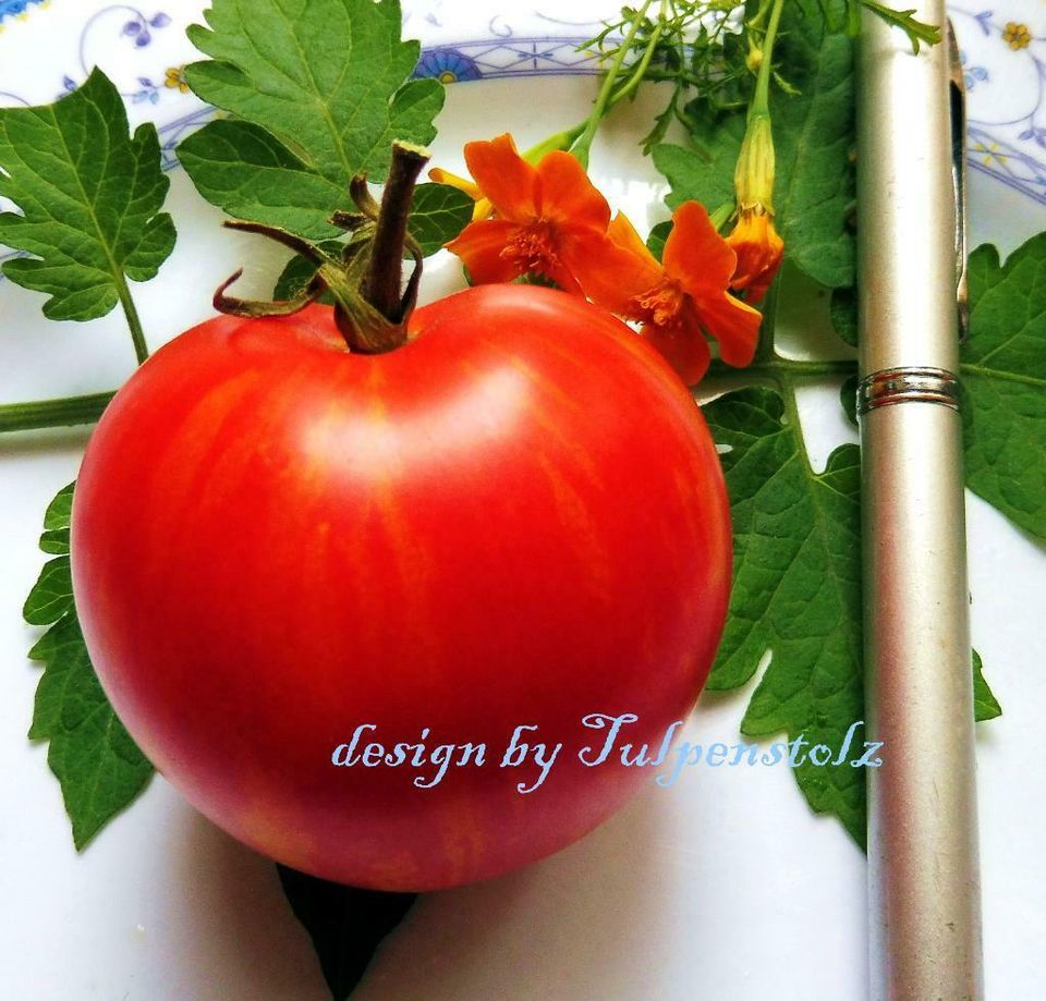 ♥ Tomate TIGERELLA gestreift, Samen,ALTE aromatische Sorte Garten in Hamburg