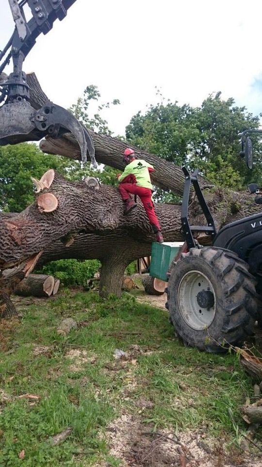 Fachbetrieb für Baumfällung Baumpflege Problembaumfällung in Horn-Bad Meinberg