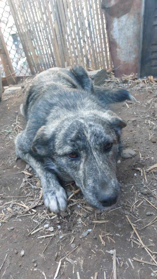 Bella sucht liebevolles Zuhause, Tierschutz in Freising