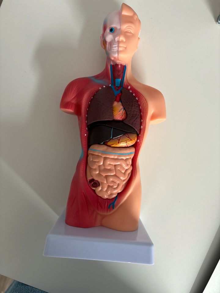 Anatomie Modell in Aldenhoven