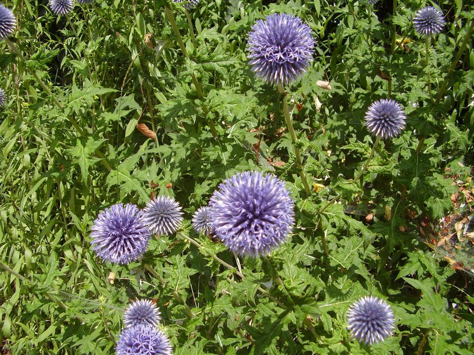30 Samen Kugeldistel blau Bienen Bienenfutterpflanze * winterhart in Nordendorf