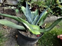 Gartenpflanze, Agave für draußen, uni grün Sachsen - Bischofswerda Vorschau