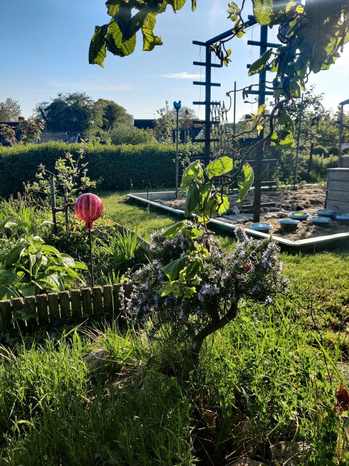 Schrebergarten, Kleingarten, Pachtgarten, Grüffkamp 1, Pries in Kiel