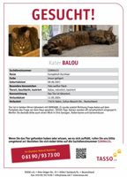 Katze/Kater Vermisst Baden-Württemberg - Aalen Vorschau